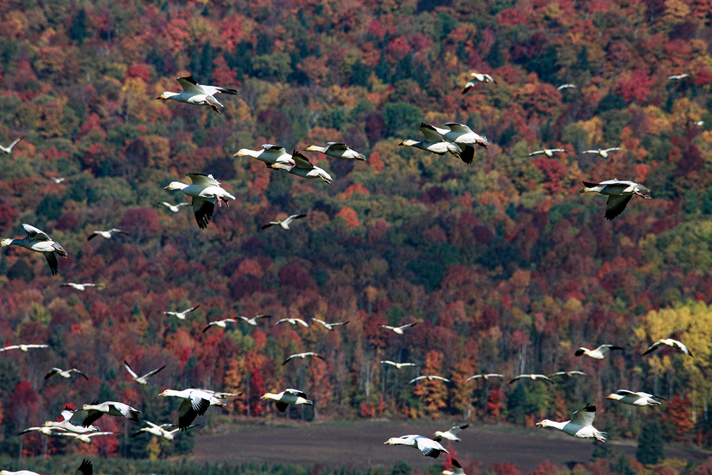 Autunno Canadese (13).JPG